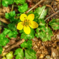 <i>Potentilla indica</i>  (Andrews) Th.Wolf